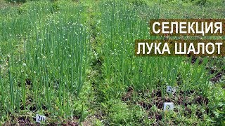Сузан В. Г., Доктор сельскохозяйственных наук. О селекции лука шалота в России