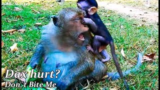 Breakheart When mother monkey fighting baby Monkey Dax Because Daisy Want to Stop Milk