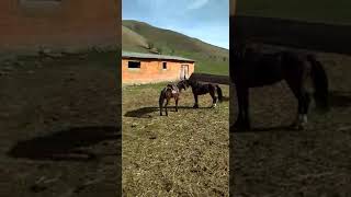 Айгыр уруш .Аксы Падыша Ата