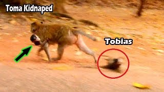 Busy Kidnapped Alba Mum Toma Forget Tobias | Small Boy Tobias Cry Seizure Run Follow Mum