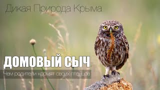 Домовый сыч. Чем родители кормят своих птенцов. (Субтитры)