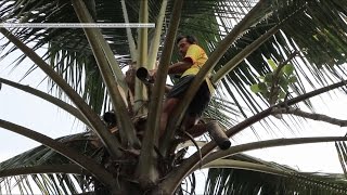 Kokosblütenzucker aus Indonesien - fair & bio
