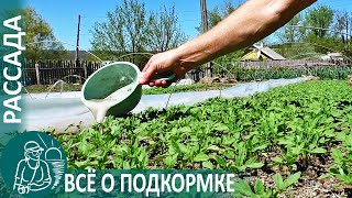 Выращивание рассады | Всё о подкормке по технологии Гордеевых