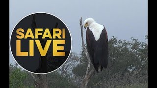 safariLIVE - Sunrise Safari - May 14, 2018