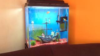 Decoración para peceras #1 |  Barco Pirata |