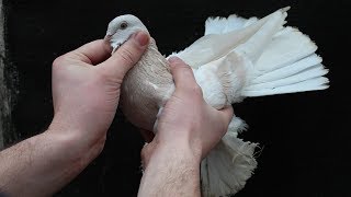 Голубеводы Казахстана не перестают удивлять своими Голубями ll Pigeons of Kazakhstan