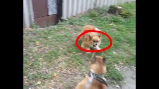 На Амстаффа напала стая собак,собачий бой, зачем нам нужны собаки???