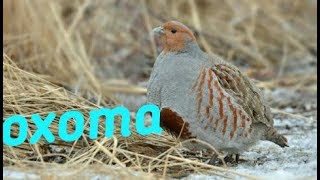 Охота с пневматикой на куропатку/фазана,нашел дупла куницы!