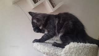 Черная дымная девочка котенок Мейн-кун, 3,5 месяца, купить на сайте Мейн-Куны Москвы