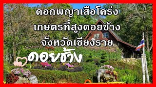 ชมดอกพญาเสือโคร่ง เกษตรที่สูง ดอยช้าง เชียงราย