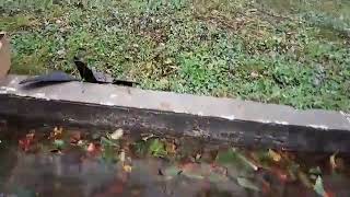Передние брызговики Гард для Лада Х Рей