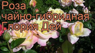 Роза чайно-гибридная Глория Дей (gloria dei) ? обзор: как сажать, саженцы розы Глория Дей
