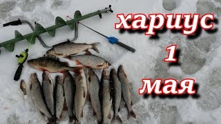 отличная  рыбалка на хариуса со льда  1 мая.