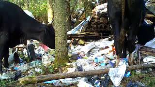 Всеволодо-Благодатское село, свалки мусора.