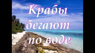 Мальдивы Крабы бегают по воде