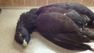 Лекарство из желудка Глухаря