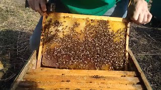 Начало сезона на пасеке.Весна для пчел.Осмотр на Мёд.скажу мёда нет у пчел.Будим кормить