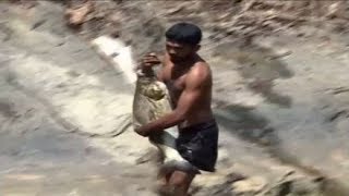 Kerala Pond Fish Hunt | Big Fish Caught By Hands | Amazing Fishing Video