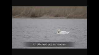 Работа стабилизатора объектива Sigma DG 150-500mm