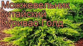 Можжевельник китайский Куривао Голд ? обзор: как сажать, саженцы можжевельника Куривао Голд