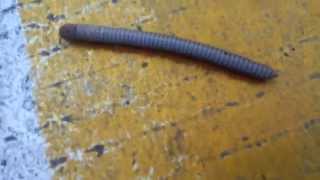 Жужелица или как там ее