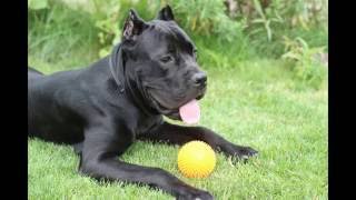 Cane Corso dog and unfamiliar sound, собака Кане Корсо и незнакомый звук
