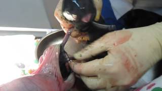 The birth of a puppy - cesarean section. Рождение щенка - кесарево сечение. Лабрадор. 2068