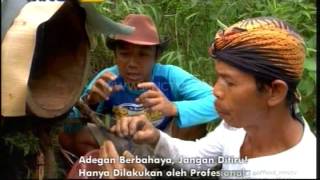 Cara Mengambil Madu Langsung dari Sarang Lebah - Jejak Rimba (16/4)