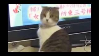 ШОК! Нарезка самых смешных КОТОВ 2016! УГАР.РЖАЧ.