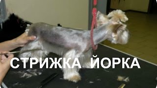 СТРИЖКА ЙОРКА