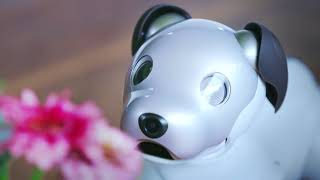 New Sony Aibo ERS 1000