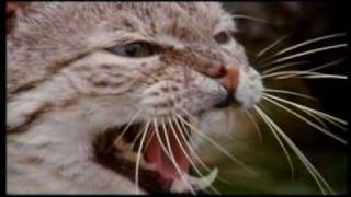 Documentario gatti - Il Mio Amico Gatto - parte 1/6