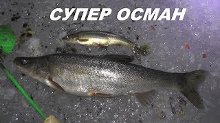 Супер Осман. Рыбалка в Горном Алтае.