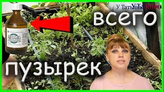 После ТАКОГО опрыскивания ТВОИ растения не будут болеть! И расти будут в 2 раза быстрее!!!