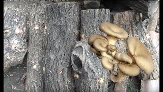 Выращивание вешенки на пнях, выпуск №1