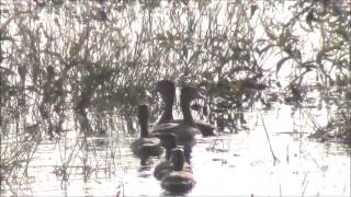 Lesser whistling Teal