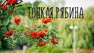ТОНКАЯ РЯБИНА / Разбор на гармони