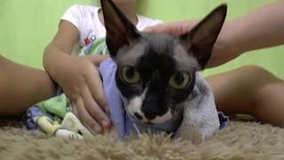 Sphynx cat Канадский сфинкс купание