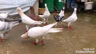 14 فحل للصبابة شغل حمص العدية 
beautiful pigeons of syria 
لاتنسى دعمنا بلايك والاشتراك بالقناة
