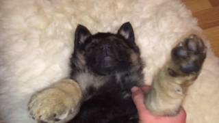 Східно - Європейська вівчарка Коли він спить йому байдуже, що з ним роблять