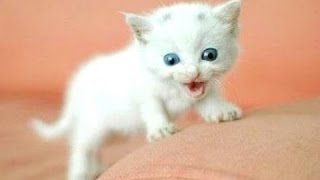 Забавные кошки и котята мяуканье Сборник - 2016 NEW