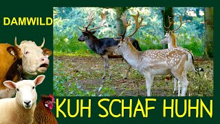 Damwild - Ein Hirsch auf Weg zum domestizierten Nutztier - KUH SCHAF HUHN Folge 12, weiße Damhirsche