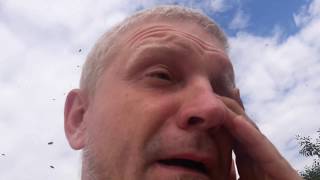 Дневник пчеловода. 11 июля 2018 года - облет маток. Явно не бакфаст!!!