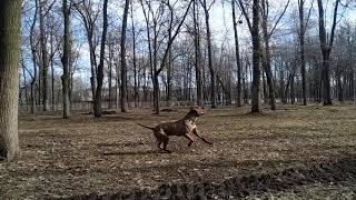 Американский Питбультерьер.Прокачка задних лап