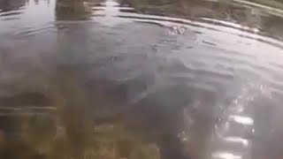 Карп с лодки. Успешная ловля карпа