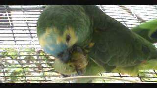 Palm Nuts: A Natural Treat for Parrots of All Sizes