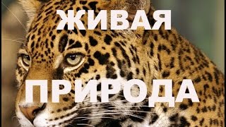 Живая природа Обзор для детей
