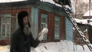 Выпускаю голубей. Игнатий Лапкин .15.01.2012