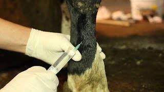 БЛОКАДА нервов пясти у КОРОВЫ (по Шаброву). Nerve block metacarpus in cows (by Shabrov).
