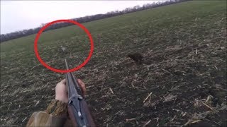 ТРИ зайца с лёжки 17.12. 2017 Охота на зайца Hare hunting